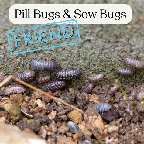 Pill Bugs & Sow Bugs - Hyannis Country Garden
