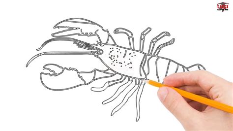 Image result for Simple Lobster Drawing