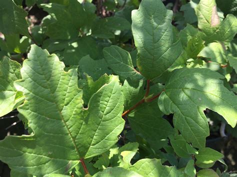 Eastern Snowball Viburnum | Southwest Nursery | Wholesale Landscaping ...