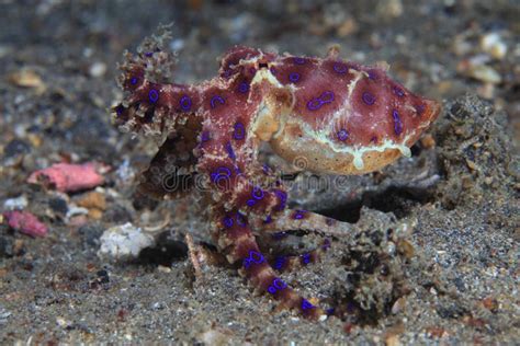 Image result for Blue-Ringed Octopus Eating