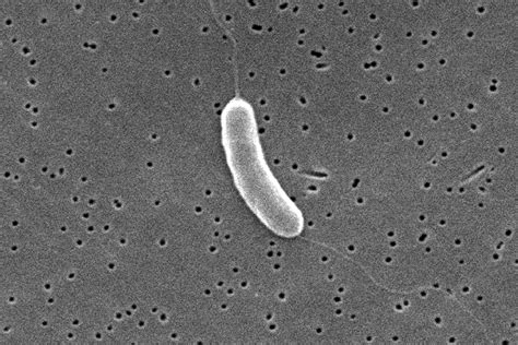Flesh Eating Bacteria
