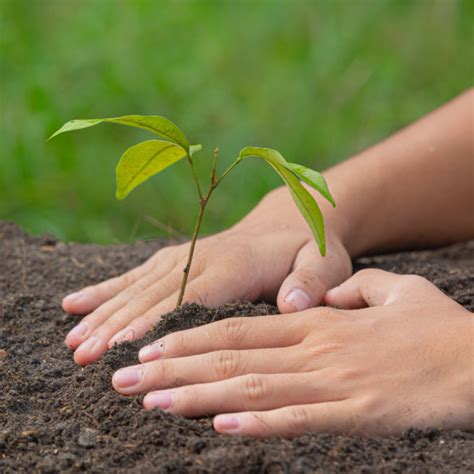 Buy Grow Trees Free! Grow Trees Plant A tree & Offset Your Carbon with ...