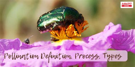 Pollination Explained 的图像结果