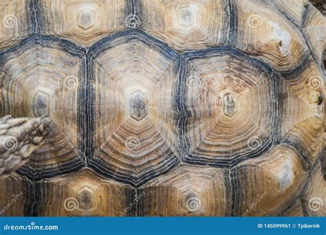 Image result for Turtle Shell Front Back