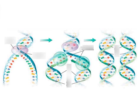 DNA Replication Diagram | Quizlet