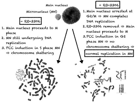 Interphase Cytogenetic Analysis of Micronucleated and Multinucleated ...