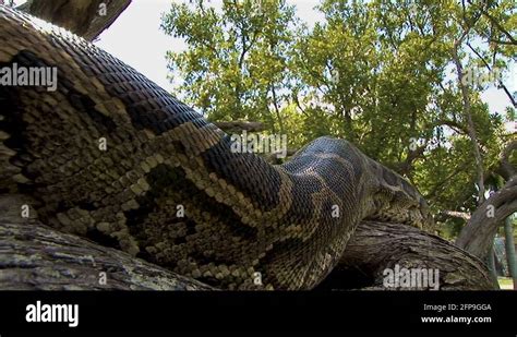 Giant python snake Stock Videos & Footage - HD and 4K Video Clips - Alamy