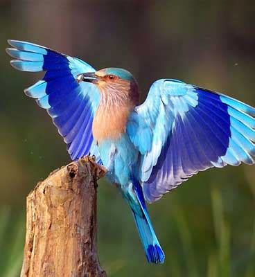 Bird Watching in Bandhavgarh National Park