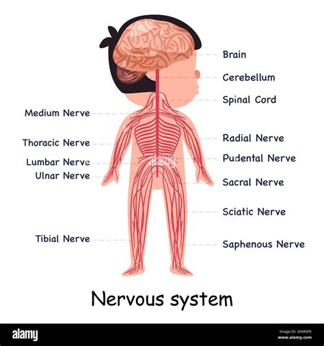 Nervous system nerve body system anatomical internal organ graphic illustration Stock Vector ...