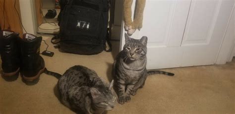 Image result for Learning Cat Discord