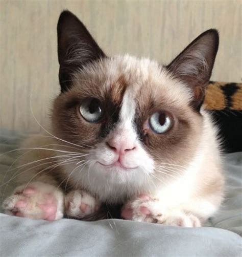 Image result for Grumpy Cat Smiling