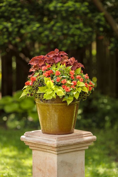 Impatiens Sun Or Shade