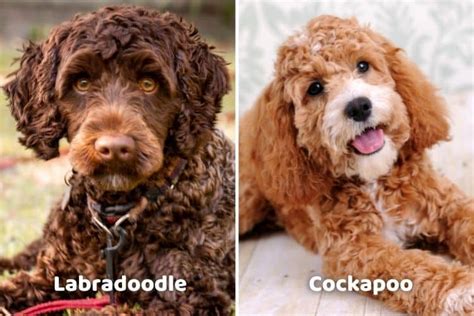 Image result for Cockapoo vs Labradoodle