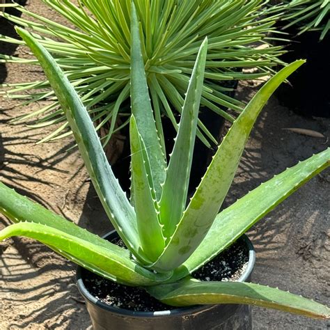Buy 'Large Aloe Vera Plants - Aloe barbadensis' Care and Growing Guide ...