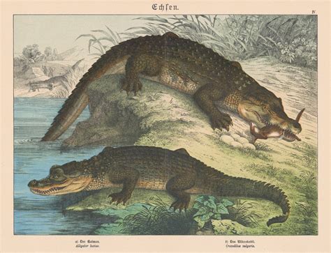 Gotthilf von Schubert, Alligator and Crocodile, 1886 | The Map House