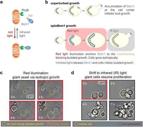 Budding Yeast Cell Size