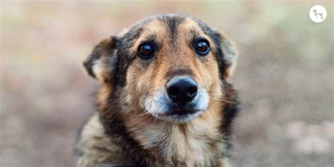 Decoding A Dog’s Mind: Does Your Pup Really Understand What You Say?