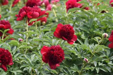 Adelman Peony Gardens - Premium Peony Roots | Salem, Oregon