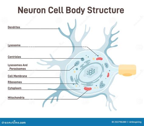 Neuron Cell Body Anatomy. Cross Detailed Section Anatomy Stock Vector ...