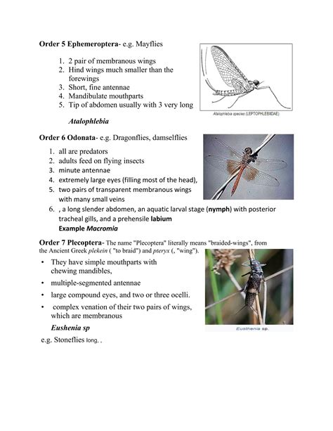 Classification of insecta | PDF