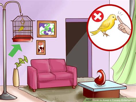 Image result for Canary Training Tips