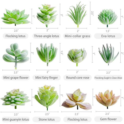 Types of Succulents | Digital Printable Succulent Identification Chart