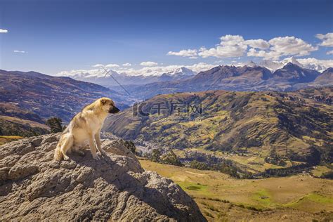 秘鲁安卡什白雪皑皑的安第斯山脉瓦拉斯附近的狗和科迪勒拉布兰卡全景高清摄影大图-千库网
