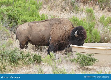 Catalina Island bison herd stock image. Image of wildlife - 78036597