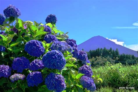 富士山 的图像结果