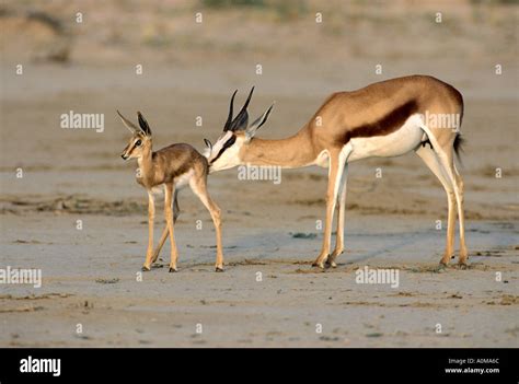 Image result for Baby Springbok