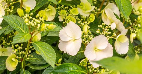 Image result for Runaway Bride Hortensie