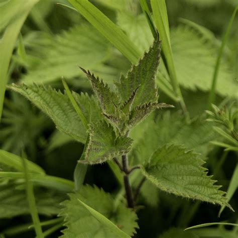 Stinging Nettle - Urtica dioica : How to find, identify and use