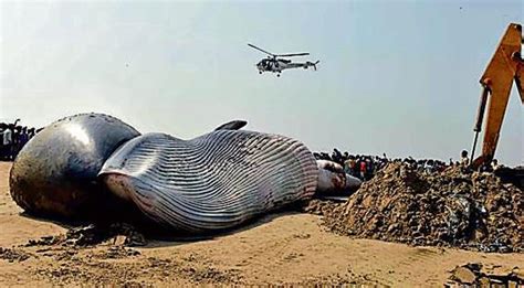 Man-made noise pollution killing whales along Maharashtra coast ...