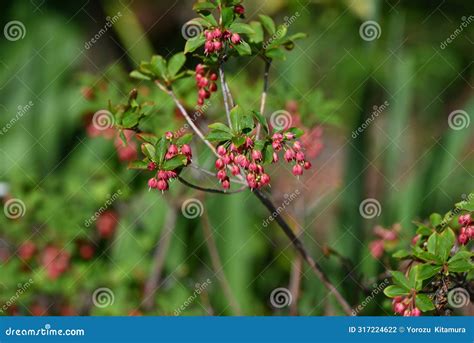 Enkianthus Cernuus Flowers. a Deciduous Shrub of the Ericaceae Endemic To Japan, Its Japanese ...