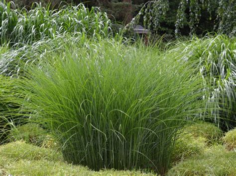 Tall Ornamental Grass