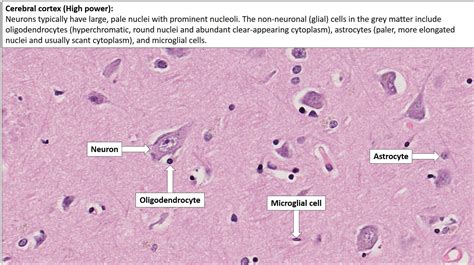 Cerebrum Histology Layers