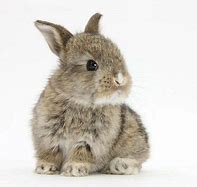 Image result for Pygmy Bunnies Hugging