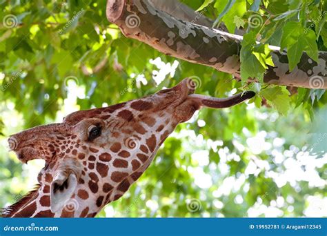 Giraffe Eating Green Leaves on the Tree Stock Image - Image of head ...