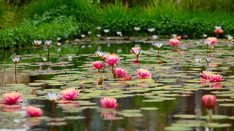 Picture Of Lotus Flower In A Pond at Valeria Sturm blog