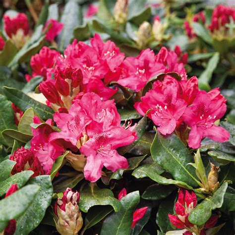 Buy established Rhododendron Nova Zembla Online For Only £29 ...