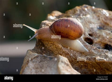 Image result for Snail Shell Fossil