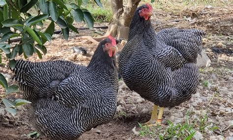 Plymouth Rock Hen Hatching Eggs: Chicken – Barred Plymouth Rock