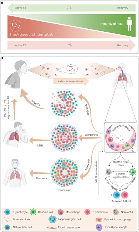 Frontiers | Differential Diagnosis of Latent Tuberculosis Infection and ...