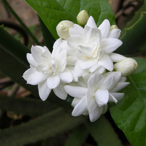 Jasmine Mini/Mogra - Flowering Shrubs – Exotic Space