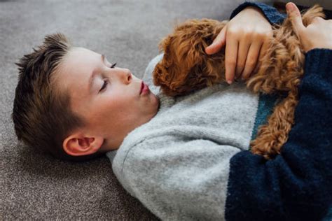 Image result for Cockapoo Dog Sitting Down