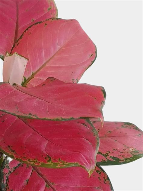 Buy (50+) Aglaonema Plants Online In India – Greenkin
