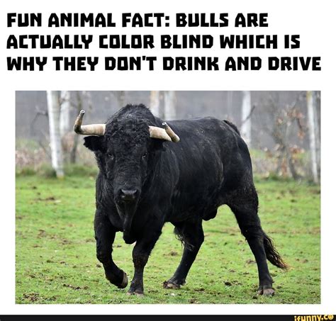 FUN ANIMAL FACT: BULLS ARE ACTUALLY COLOR BLIND WHICH IS WHY THEY DON'T ...