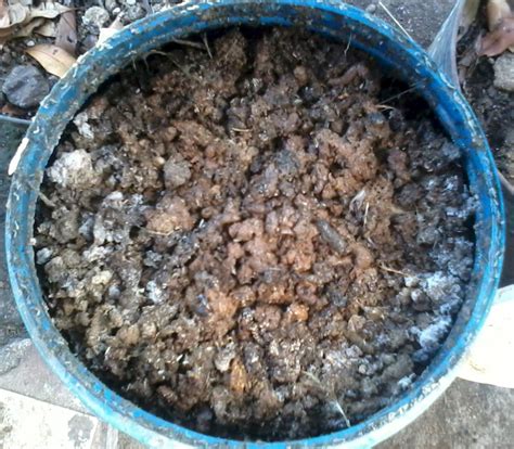 manfaat kotoran ayam untuk ikan