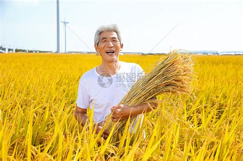 稻田里收割稻谷的农民高清图片下载-正版图片501689377-摄图网