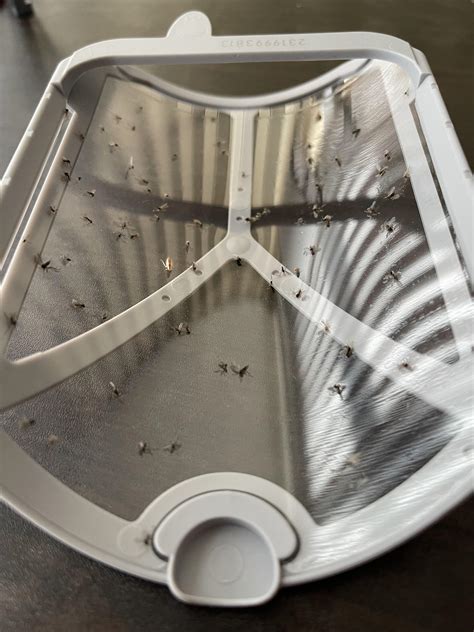 Gnat infestation. I have pest control coming in a few days. How should ...